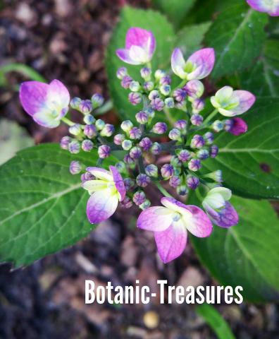 Botanic Treasures